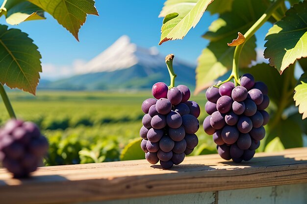 ブドウ畑のブドウ、ワイン、ワイン、フルーツの壁紙の背景、美しい環境の風景