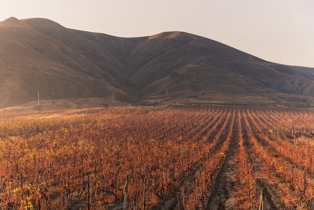 Vineyard in the warm autumn sun in the early morning