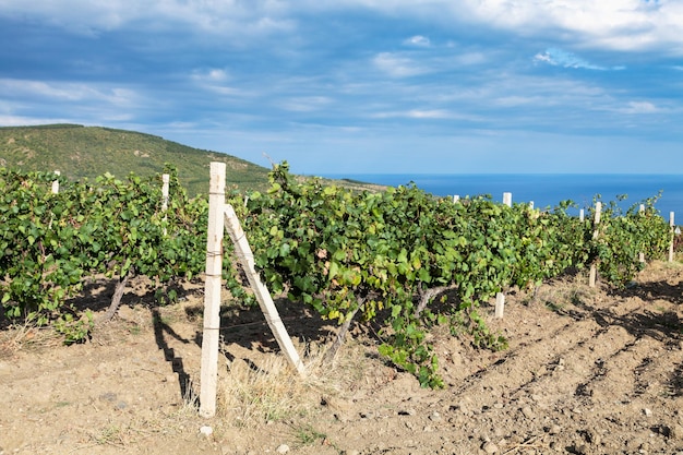 Vineyard of winery farm on Black Sea Coast