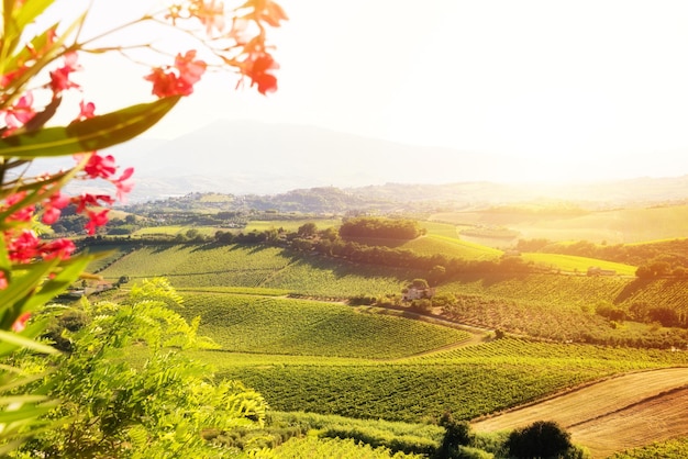 Foto vigneti e cantine su una collina in estate