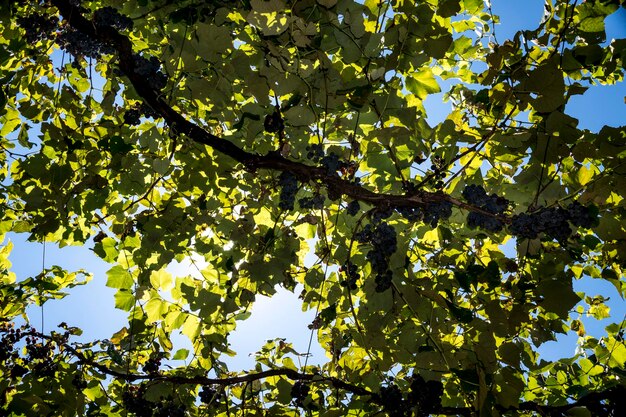 Vineyard with grape clusters seen from the inside, camera on\
the ground pointing to the blue sky.