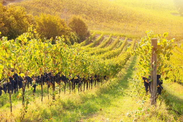 Vineyard with grapes in sunshine agriculture and farming