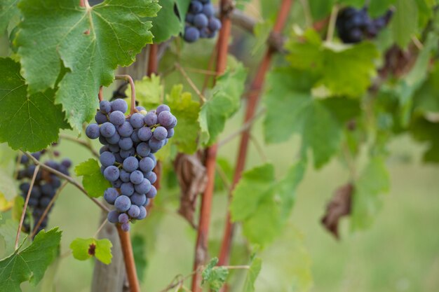 Vineyard with grapes