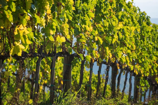 イタリア、トスカーナの緑と黄色の日当たりの良い葉のあるブドウ園。農業の自然の背景。