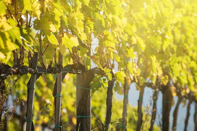 Vineyard with green and yellow sunny leaves in Tuscany Italy Agricultural nature background