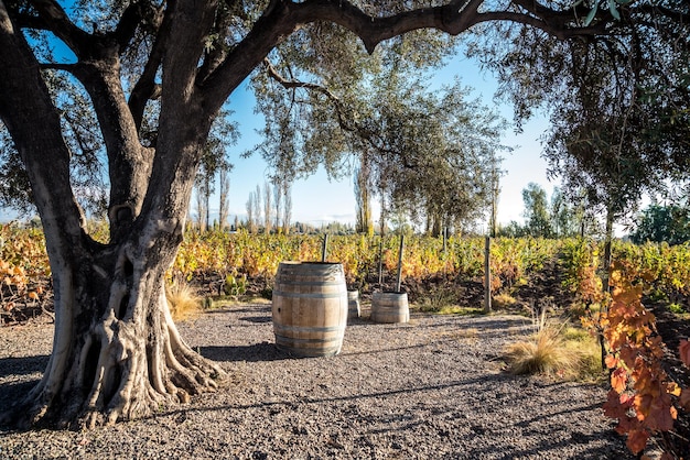 A vineyard with oak trees and a blue sky