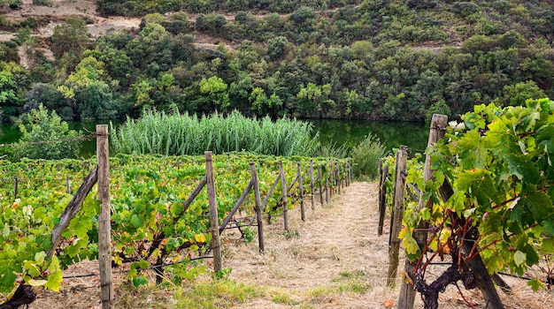 Vineyard with riverbank path, agricultural concept