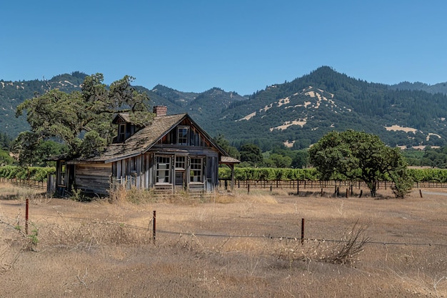 vineyard with rustic farmhouse on the horizon