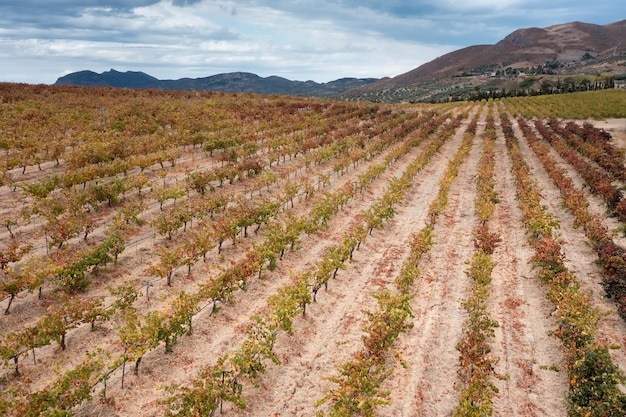 Vineyard with straight rows of plants stretching along the slopes of hills, Crete, Greece