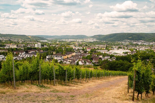 Виноградник с видом на древний римский город Трир, долину Мозеля в ландшафте Германии