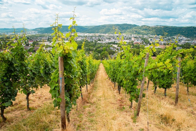 Vineyard with view of the ancient roman city of Trier the Moselle Valley in Germany landscape