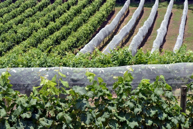 Vineyard with vines covered with net