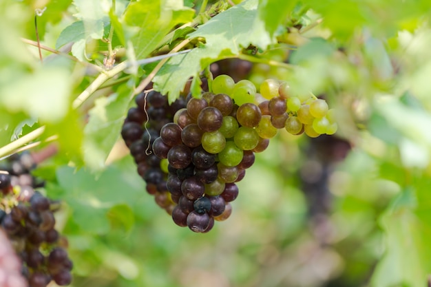 Vineyard with white wine grapes in countryside, Sunny bunches of grape hang on the vine