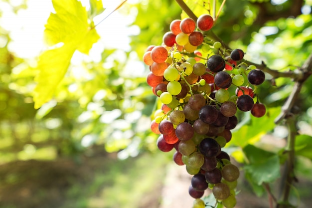 Vineyard with white wine grapes in countryside, Sunny bunches of grape hang on the vine