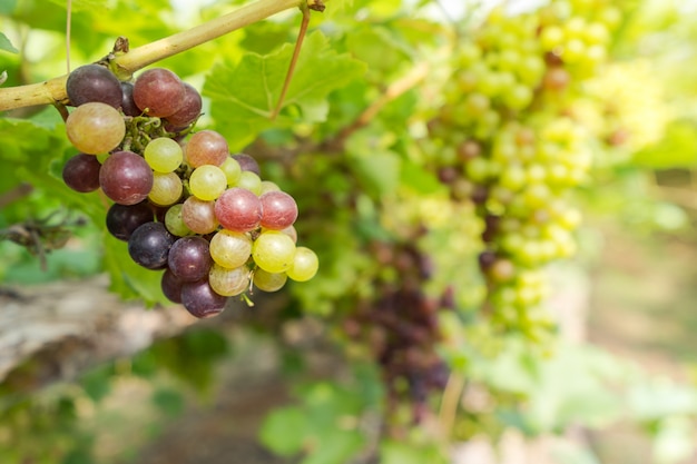 Vineyard with white wine grapes in countryside, Sunny bunches of grape hang on the vine