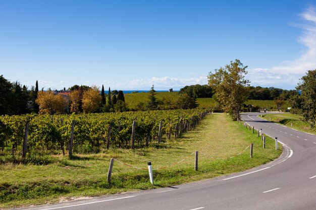 スロベニアのワインロード沿いのブドウ畑