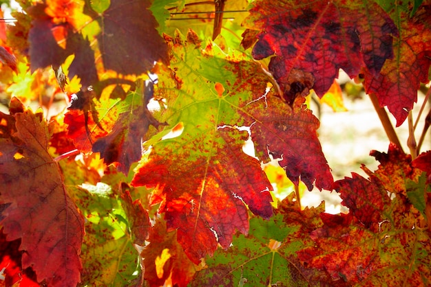 Виноградники осенью в регионе Сомонтано в Испании.