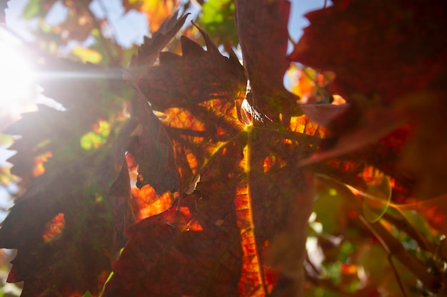 Vineyards in autumn in the Somontano region of Spain.