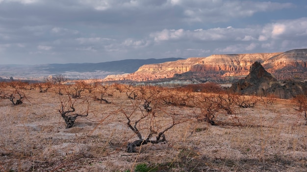 Photo vineyards in the background canyon and rocks in the red valley of cappadocia in turkey