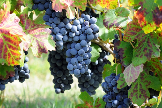 Vineyards of blue grape in harvesting time