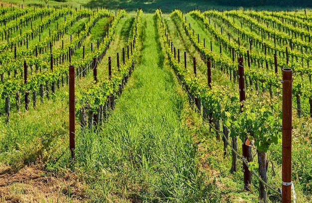 Vineyards in California USA