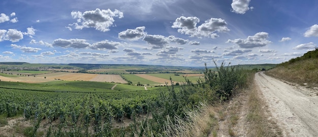 Vigneti nella regione dello champagne vicino a reims in francia