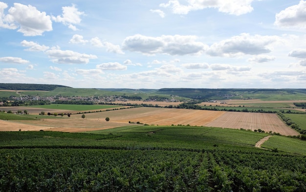 Vigneti nella regione dello champagne vicino a reims in francia