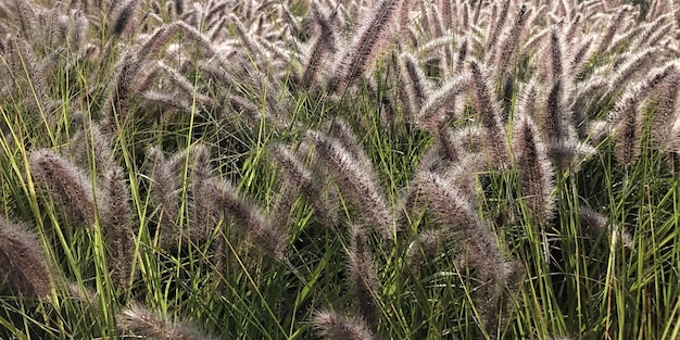 Foto vigneti nella regione dello champagne vicino a reims in francia