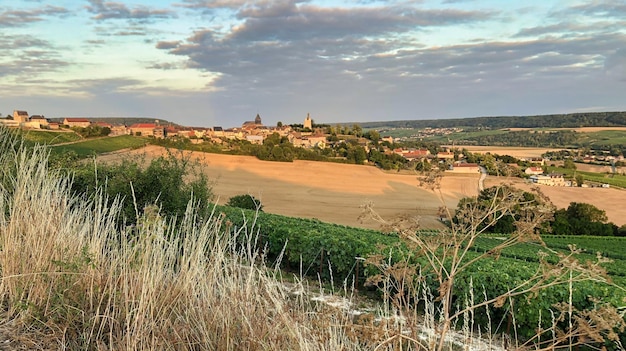 Vigneti nella regione dello champagne vicino a reims in francia