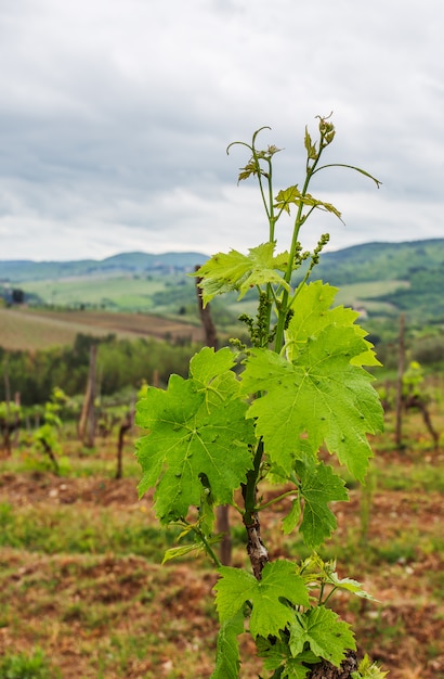 The vineyards of chianti
