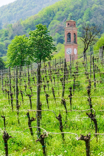 Vineyards and clock tower in luvigliano