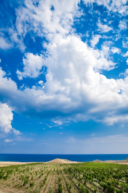 Foto vigneti in crimea