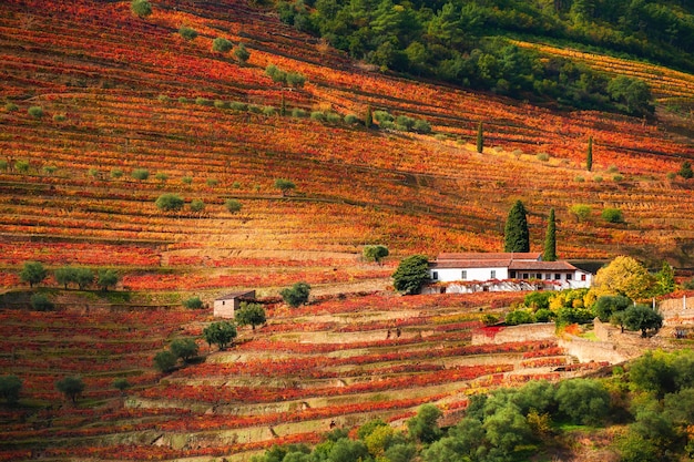 포르투갈의 Douro 강 계곡에 있는 포도원. 포르투갈 와인 산지. 아름다운 가을 풍경