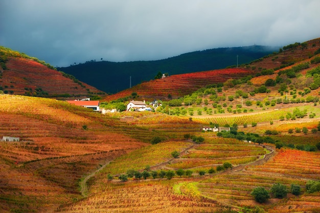 Виноградники в долине реки Дору в Португалии. Португальский винный регион. Красивый осенний пейзаж