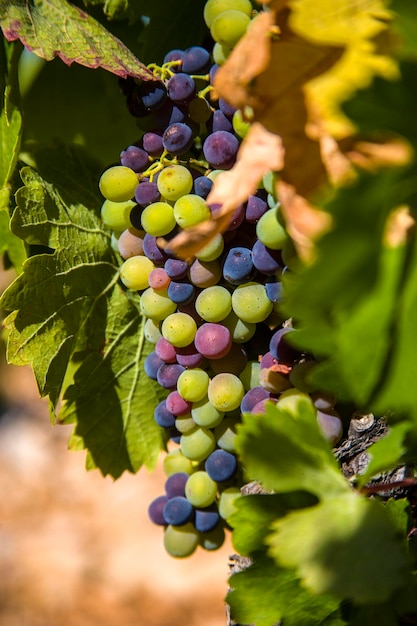 Photo vineyards during summer in provence in france