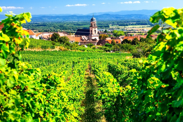 Vigneti della francia. famosa regione dell'alsazia con pittoreschi villaggi tradizionali