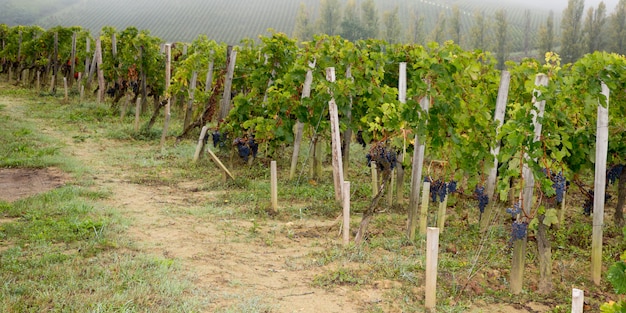 Vineyards grape at Saint Emilion France