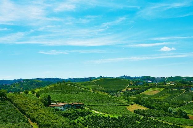 Vineyards on the hills in Piedmont province in Italy.