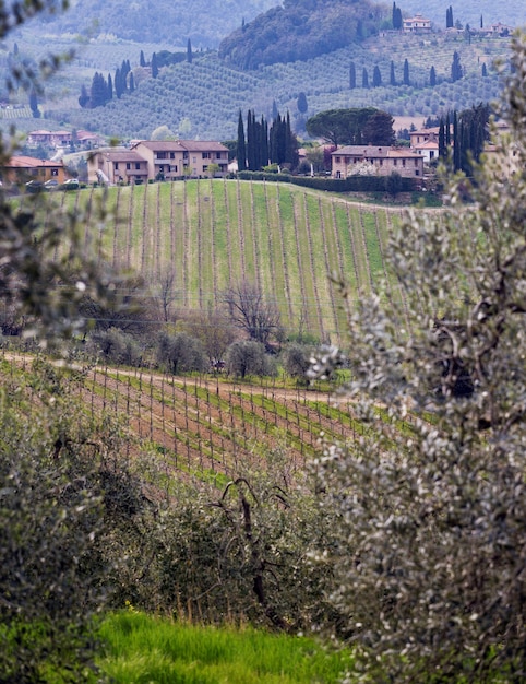 Vineyards in the hills of Tuscany in spring and typical Tuscan landscape in the background, Italy