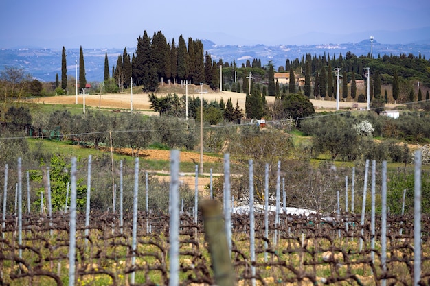 Vineyards in the hills of Tuscany in spring and typical Tuscan landscape in the background, Italy