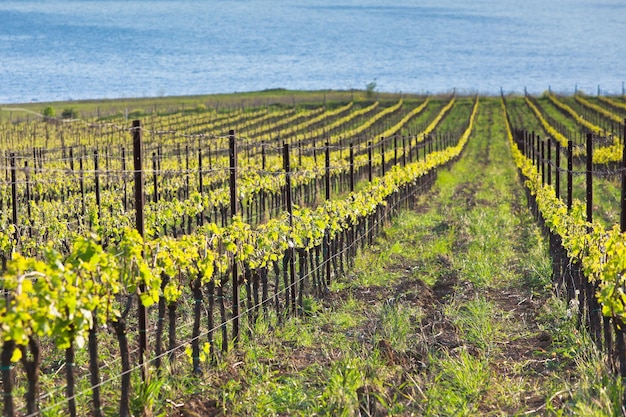 Vineyards in Italy at sunset