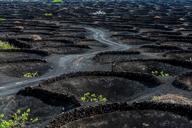 Vineyards in La Geria. Lanzarote, Canary islands, Spain