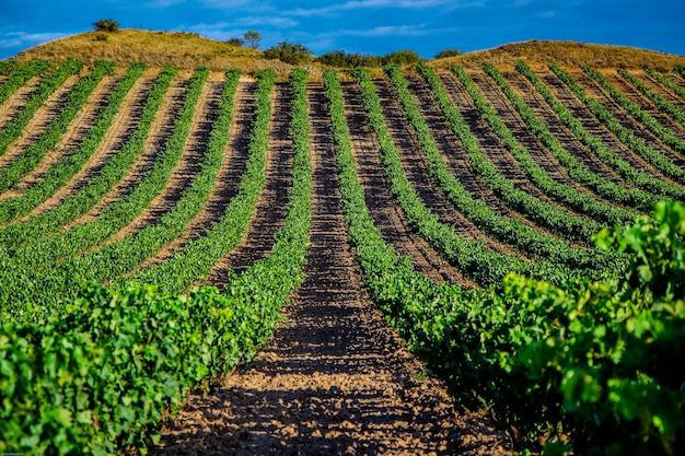 Vineyards of La Rioja (Spain).
