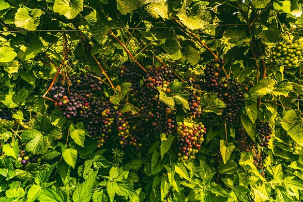 Vineyards at late summer Ripe red grapes in Austria