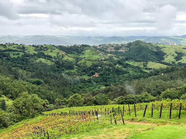 Виноградники в горах во время пасмурного сезона дождей Виноградные лозы на зеленых холмах