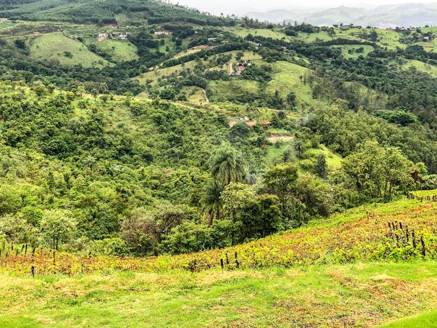 Vineyards in the mountain during cloudy raining season Grapevines in the green hills