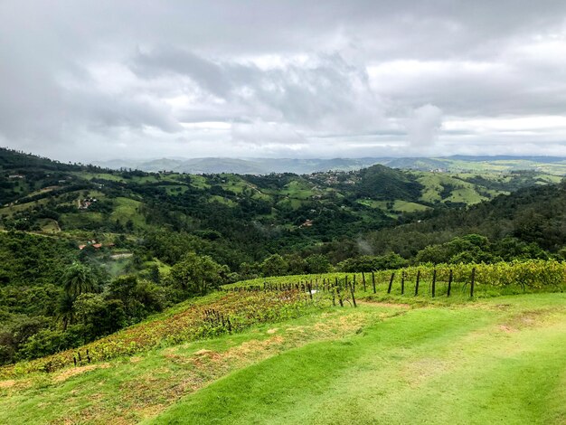 Vigneti in montagna durante la stagione delle piogge nuvoloso viti nelle verdi colline