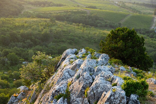 Vineyards in a mountain valley. View from above.