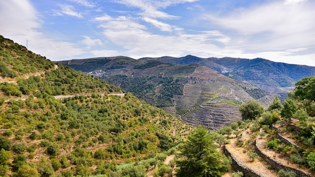 Foto vigneti nelle montagne del portogallo in estate