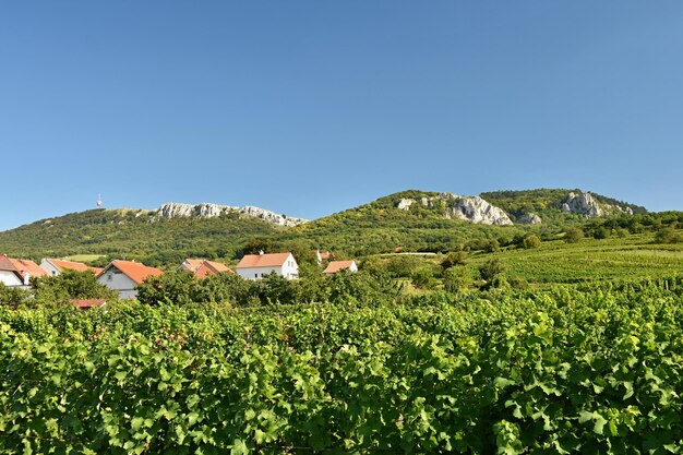 Photo vineyards under palava czech republic south moravian region wine region